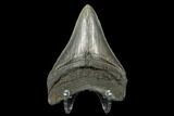 Serrated, Fossil Megalodon Tooth - Aurora, North Carolina #176590-2